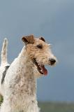 FOX TERRIER 607